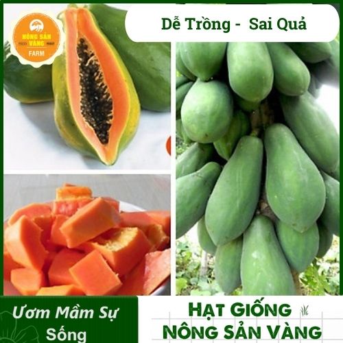 Hạt Giống Đu Đủ Ruột Đỏ Tỷ Lệ Nảy Mầm Cao, Sinh Trưởng Khỏe, Năng Suất Cao (Gói 10 Hạt) - Nông Sản Vàng