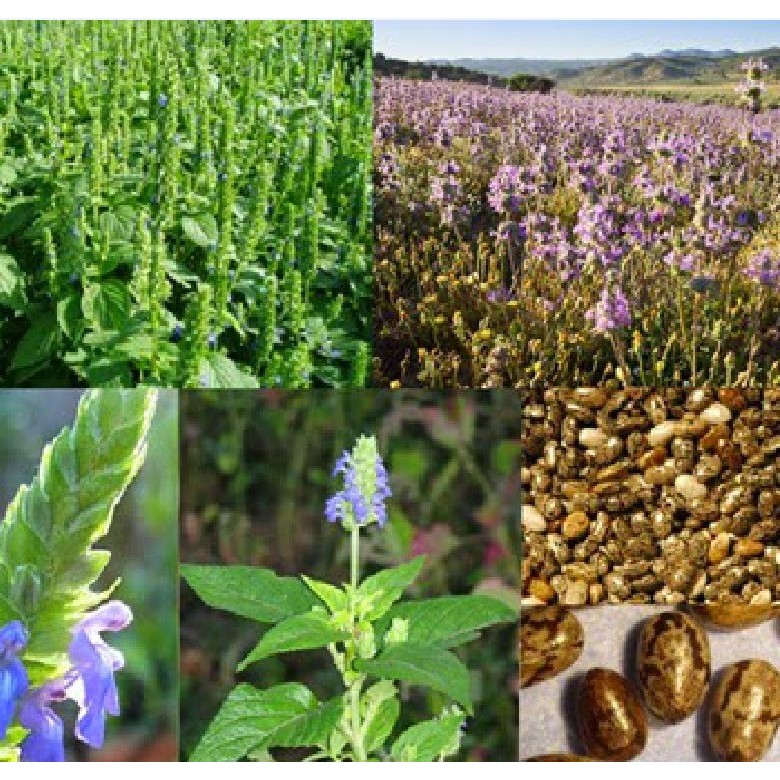 Hạt Giống Hạt Chia - Mỹ (Salvia hispanica) - 100 hạt