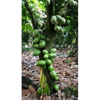 Trái cacao tươi combo 3ký 55k