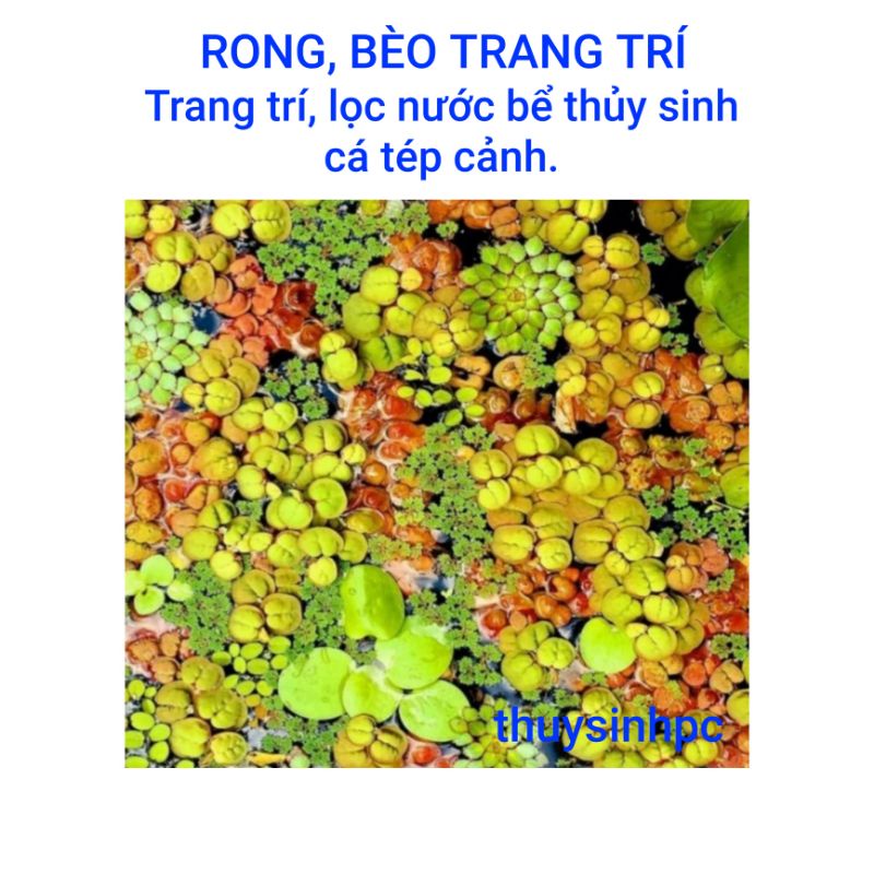 Cây thủy sinh trang trí hồ thủy sinh cá cảnh không cần co2