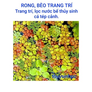 Cây thủy sinh trang trí hồ thủy sinh cá cảnh không cần co2