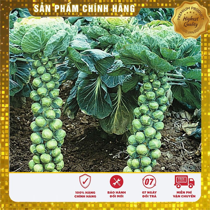 Hạt giống bắp cải mini F1 LUCKY SEEDS - 10 hạt