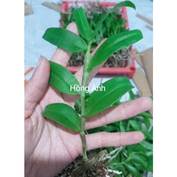 Lan giả hạc phi điệp  - hoa thơm,sai hoa, dễ sống
