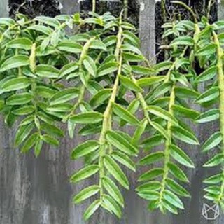 [FREESHIP - Xả Khô Máu] Hoa phong lan-long tu lào( bảng 3 cây,cao 30cm)