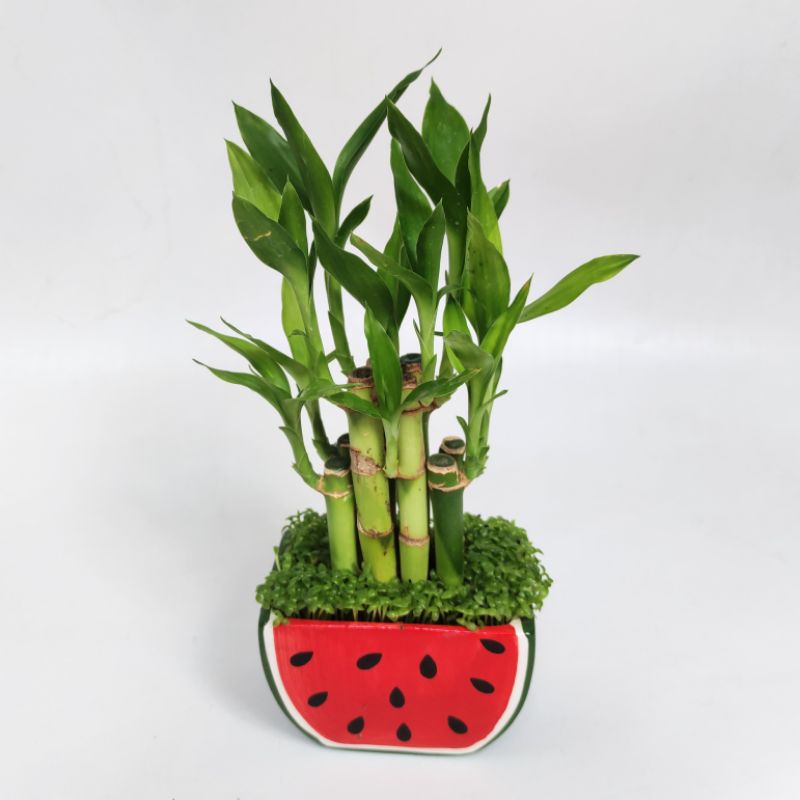 Chậu trúc phú quý trồng chậu sứ, giúp lọc sạch không khí, mang tài lộc đầy nhà