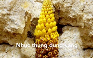 100g Nhục Thung Dung ( Khô )