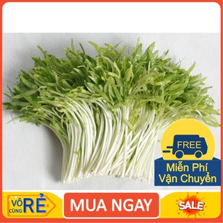 Hạt giống mầm rau muống Indonesia - 100g [hàng chất lượng]