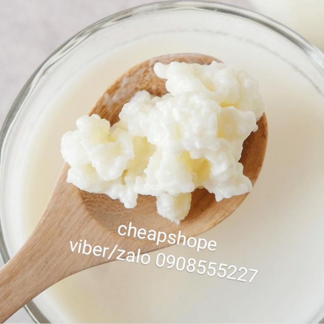 NẤM SỮA KEFIR (HOMEMADE) LÀM SỮA CHUA