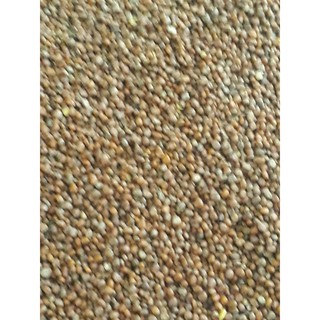 Hạt giống rau mầm củ cải đỏ - 100gr