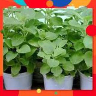 Hạt giống húng chanh gói 0,1g