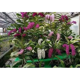Ngọc điểm Thái lá mít đủ màu.