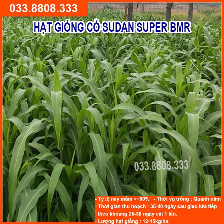 Hạt giống cỏ Sudan Super BMR - Cỏ Ngô (gói 300G) - Hạt Cỏ Chăn Nuôi Gia Súc