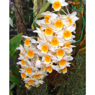 LAN KIỀU VÀNG GHÉP CHẬU