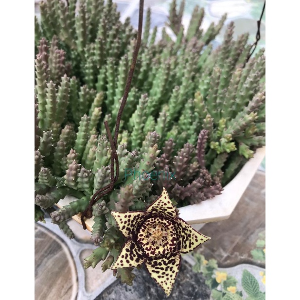 Sao biển Orbea Variegata