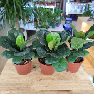 Bàng singgapore phong thủy để bàn cực xinh chậu 10cm cao 20