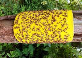 10 miếng dính bẫy ruồi vàng và côn trùng hại hoa lan cây trồng siêu dính - cỡ lớn 20x40 cm