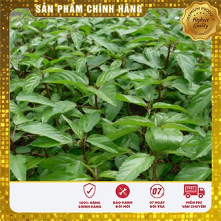 Hạt giống rau Đay Đỏ 20gram