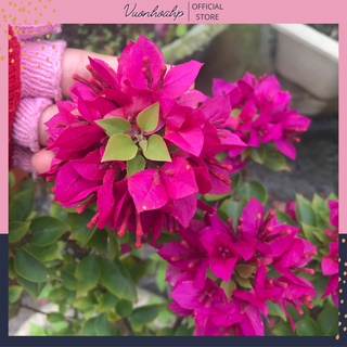 Cây hoa giấy thái đỏ nhung cao 50cm đang hoa (ảnh thật), hoa nở quanh năm, sinh trưởng tốt lỗi 1 đổi 1