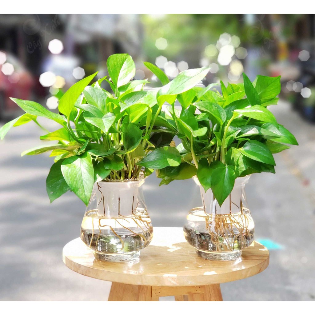 Dung dịch thủy canh cho cây trồng 1 lọ màu xanh.nongnghiepvn