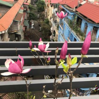 CÂY HOA MỘC LAN ĐANG CÓ NỤ
