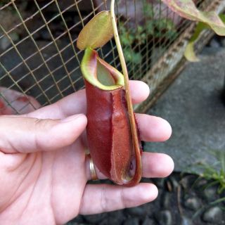 Cây nắp ấm N. viking x mirabilis red