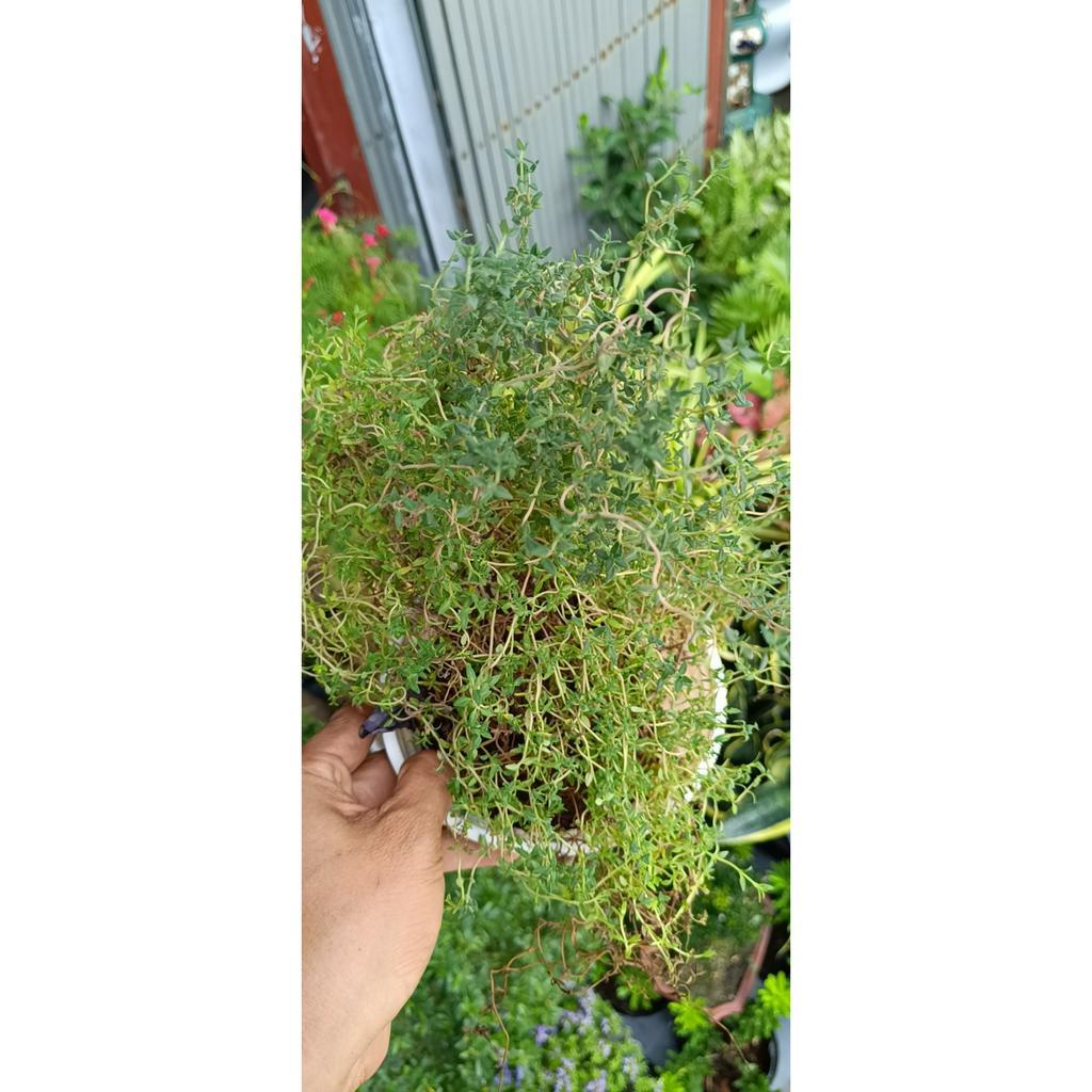 Cỏ xạ hương cỏ xạ hương (Thyme) có tên khoa học là Thymus vulgaris- thần dược tốt cho thần kinh và hô hấp (chậu cây)
