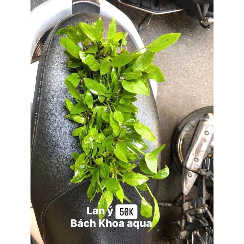 Cây thủy sinh - Lan Ý