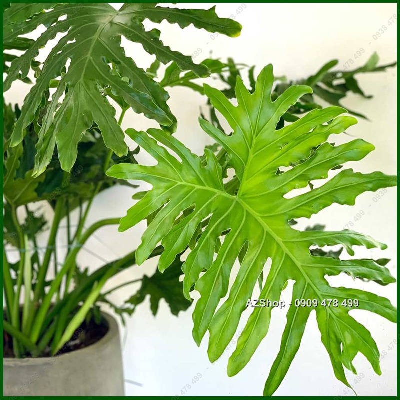 Cây Trầu Bà Thanh Xuân - Kiểng Lá Trang Trí