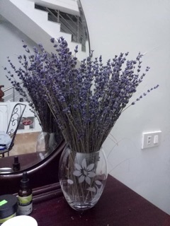Hoa Lavender