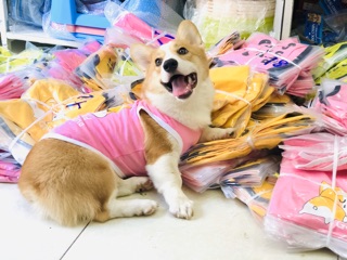 ÁO CHO CHÓ - ÁO CHÓ CORGI