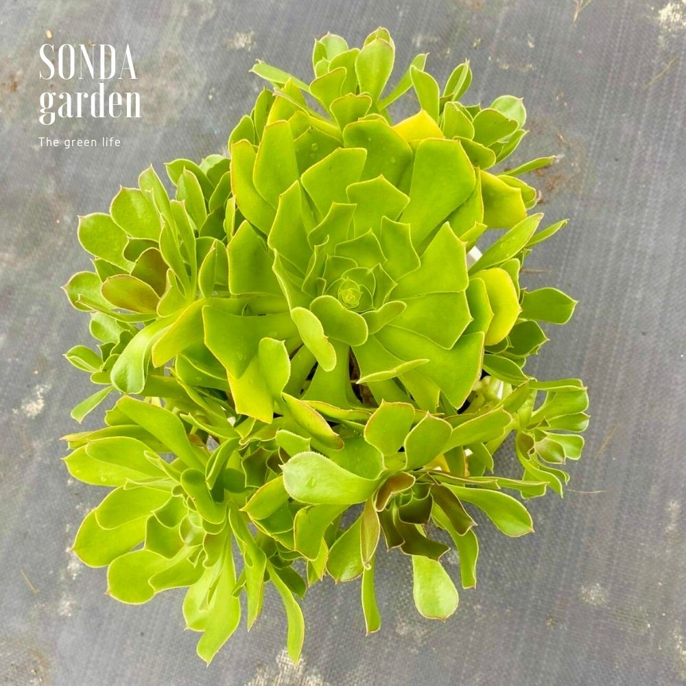 Sen đá aeo xanh SONDA GARDEN size khổng lồ 15cm, xuất xứ Đà Lạt, khoẻ đẹp, lỗi 1 đổi 1