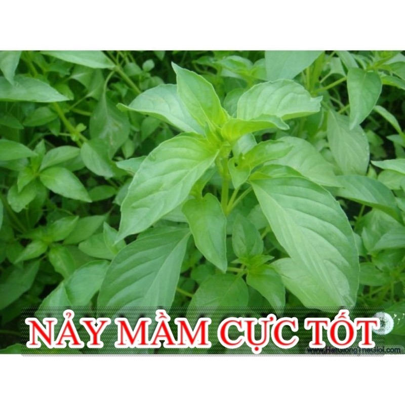 200GR 74K.HẠT Hạt Giống Húng Thơm Trắng | Rau É Trắng | Rau Gia Vị (| C55*X33)