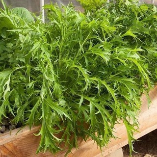 Hạt giống Cải ngọt đuôi phụng VTS161 | Vạn Tín Store