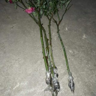 Cành chiết tree