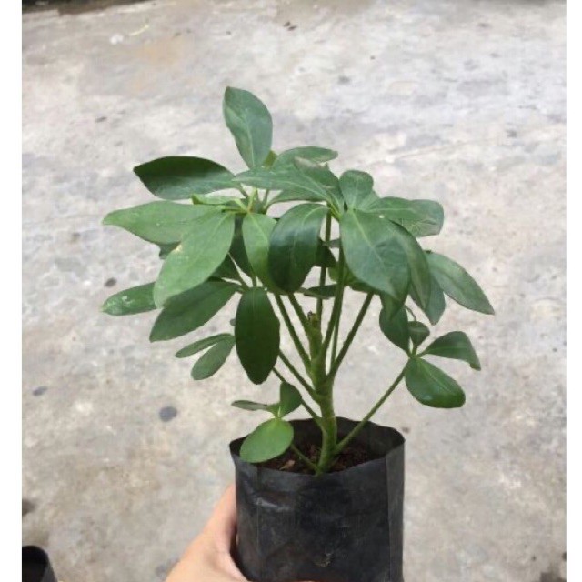 Cây ngũ gia bì size để bàn