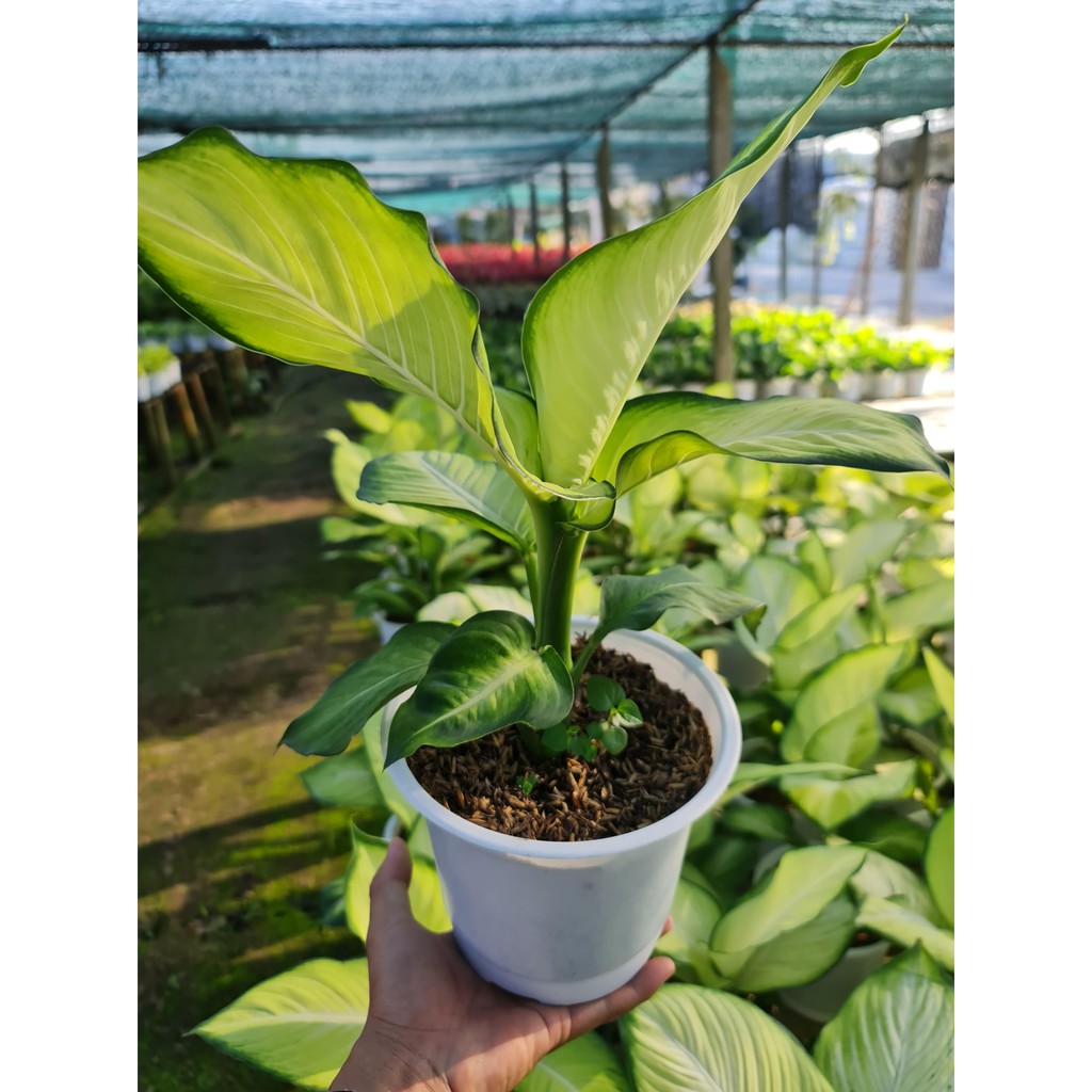 CÂY THIÊN HOÀNG ,, phong thuỷ để bàn mini GIÁ RẺ, lọc không khí, Cây Tươi Nguyên CTN0110