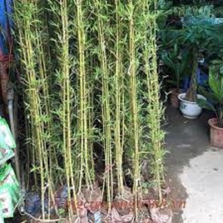 Bụi cây trúc quân tử (5 thân)