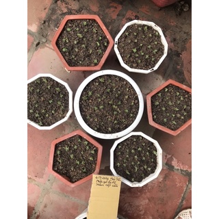 Sedum nếp cẩm ( sen đá mini, mười giờ Ấn độ)