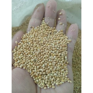 1kg Kê bóng vàng , kê đỏ , kê trắng hạt to cho chim vẹt nhỏ,yến phụng, cu gáy ...