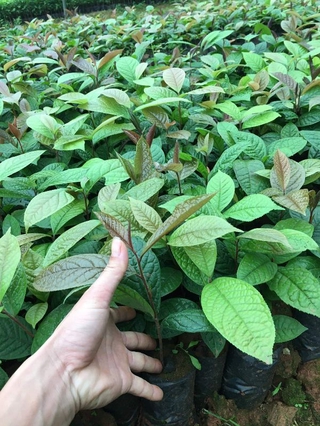 2 cây trà hoa vàng ươm trong bầu đất