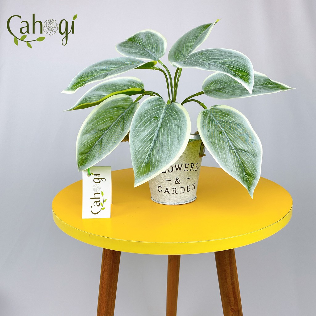 Cây Giả Cây Bạch Mã Hoàng Tử 30cm