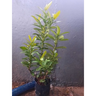 Cây Giống Bông Trang