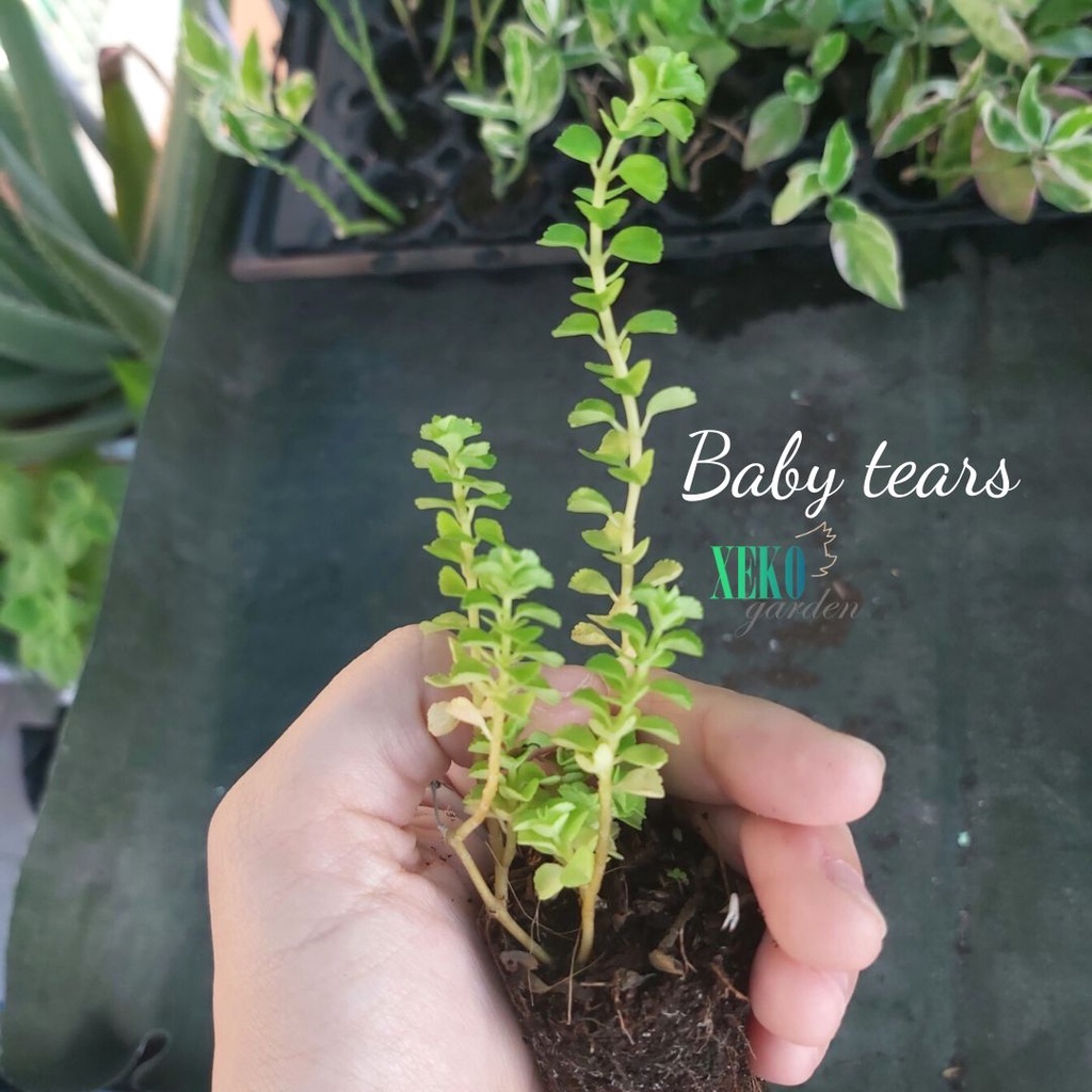 CÂY CỎ NỀN LỆ NHI