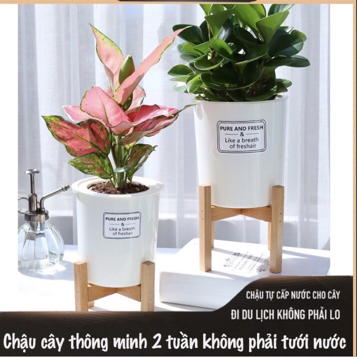 Chậu trồng cây Oliz-TA0 Có khả năng tự tưới nước tặng giá đỡ bằng gỗ, thiết kế theo phong cách vintage