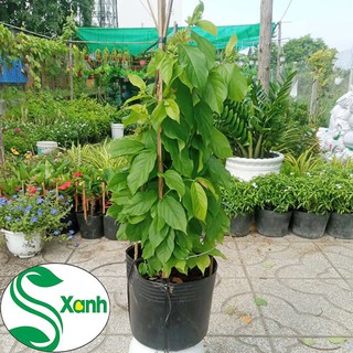 Cây Hoa Sử Quân Tử, Trang Leo