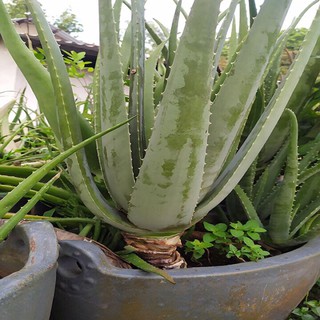 Cây NHA ĐAM GIỐNG MỸ 1 ,5 NĂM TUỔI