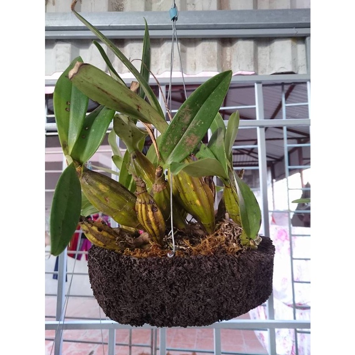 Dớn đĩa trồng lan_Giá thể dớn tròn đã xử lý ghép trồng hoa lan