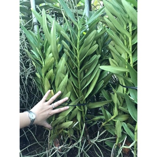 Lan Mokara Bò Cạp vàng