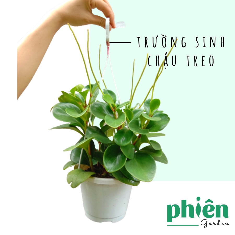 Cây Trường Sinh lá xanh cỡ lớn chậu treo