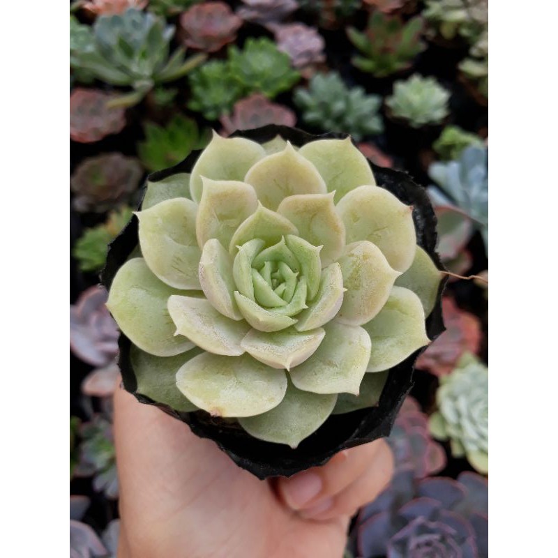 Sen đá ngọc bích size bầu